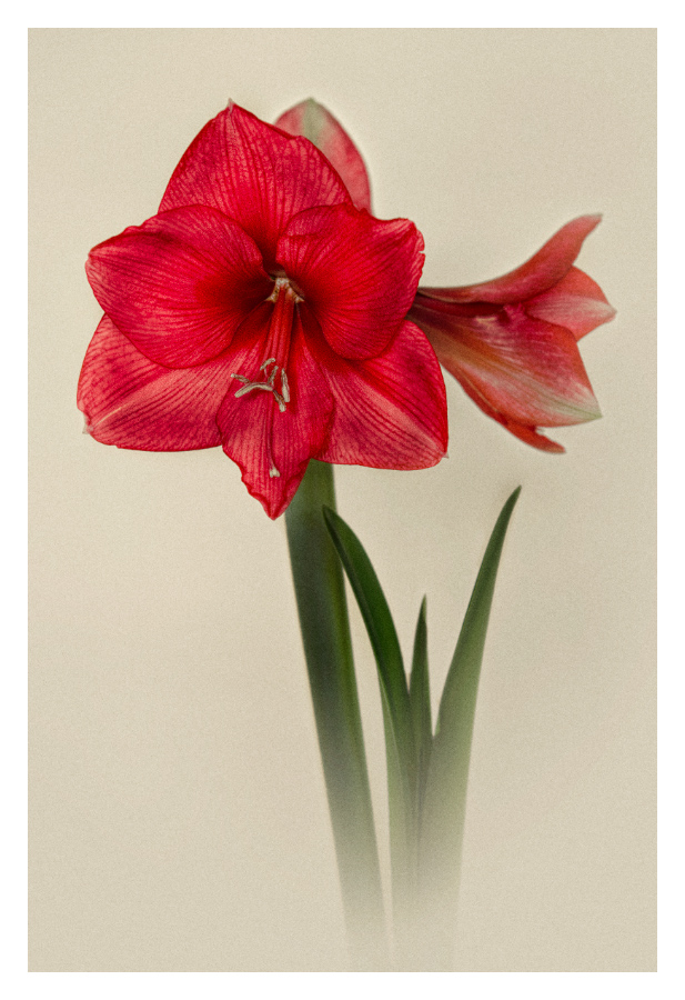 amaryllis