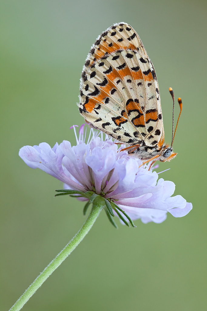 Melitaea survivor