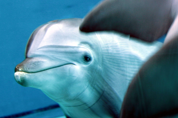 delfino curioso