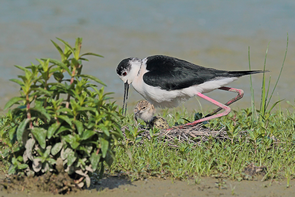 Cavalieri d'Italia # 20