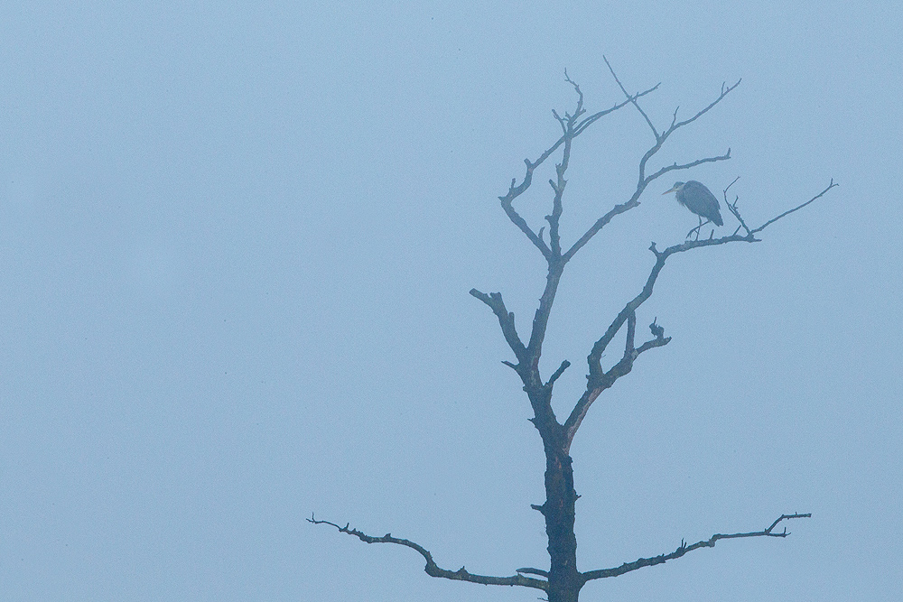 Cenerino nella nebbia.