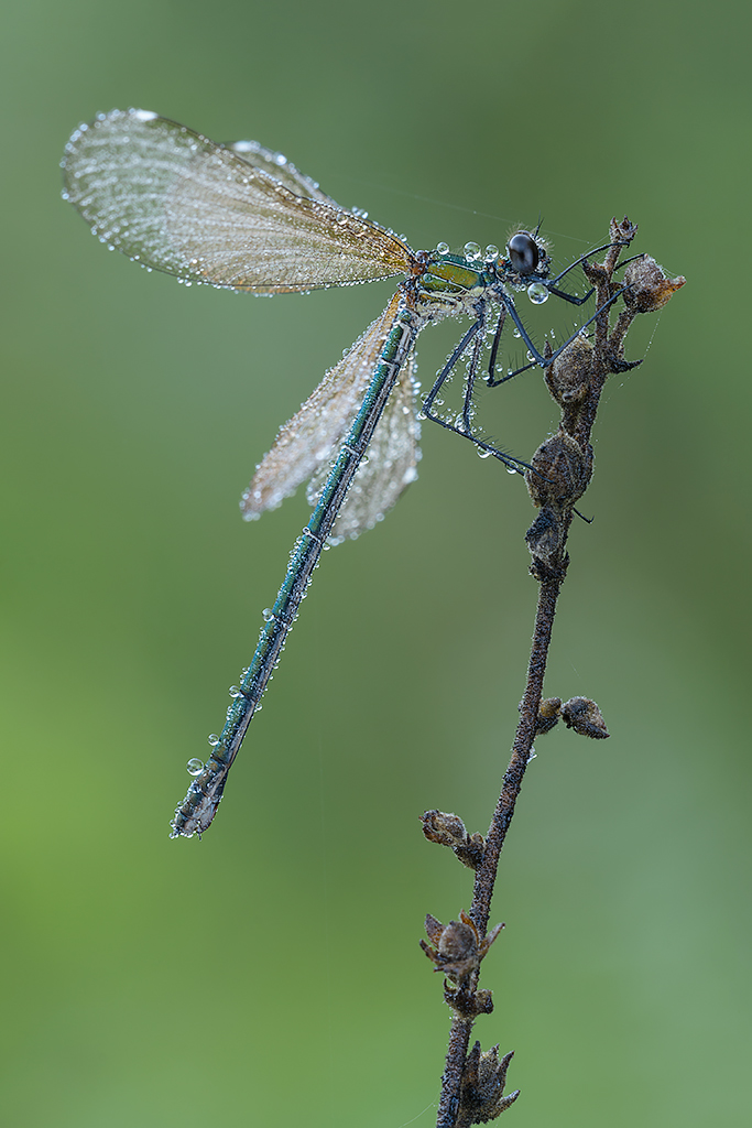 Calopteryx haemorrhoidalis