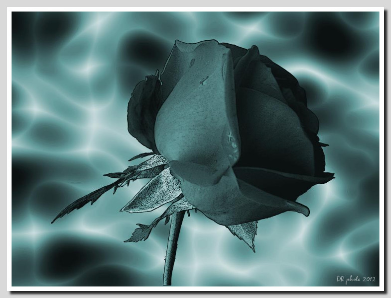 Dark Rose