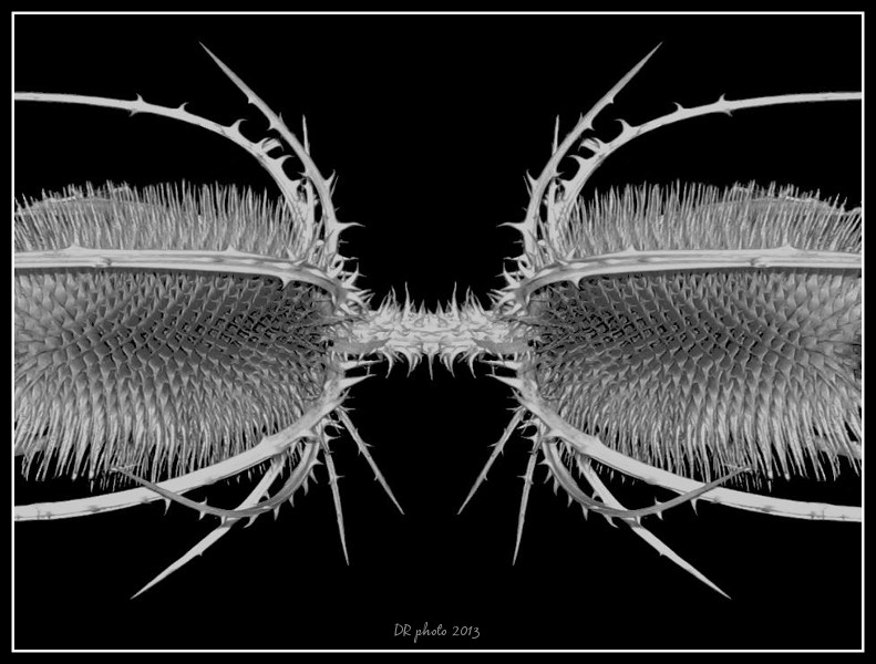 I paraocchi di Von Masoch