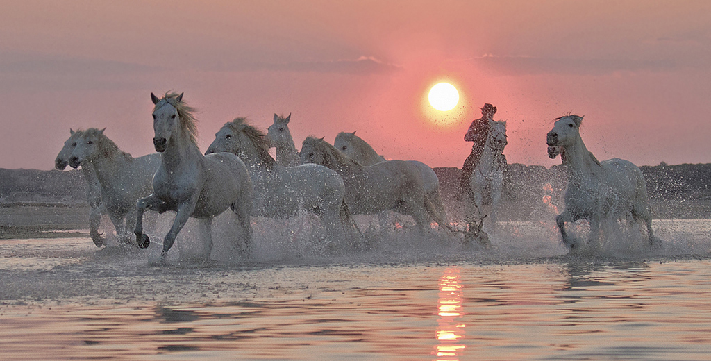Camargue Guardi�n