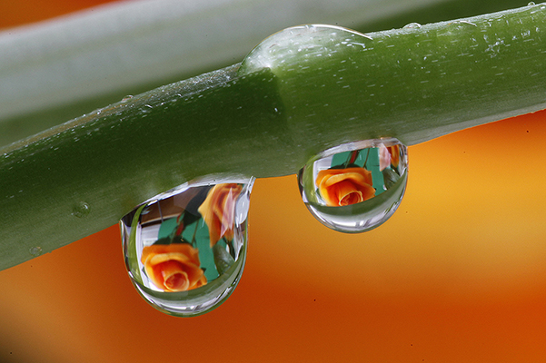 Riflessi in due gocce d'acqua