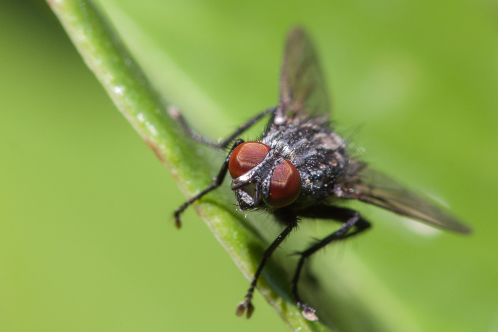 mosca