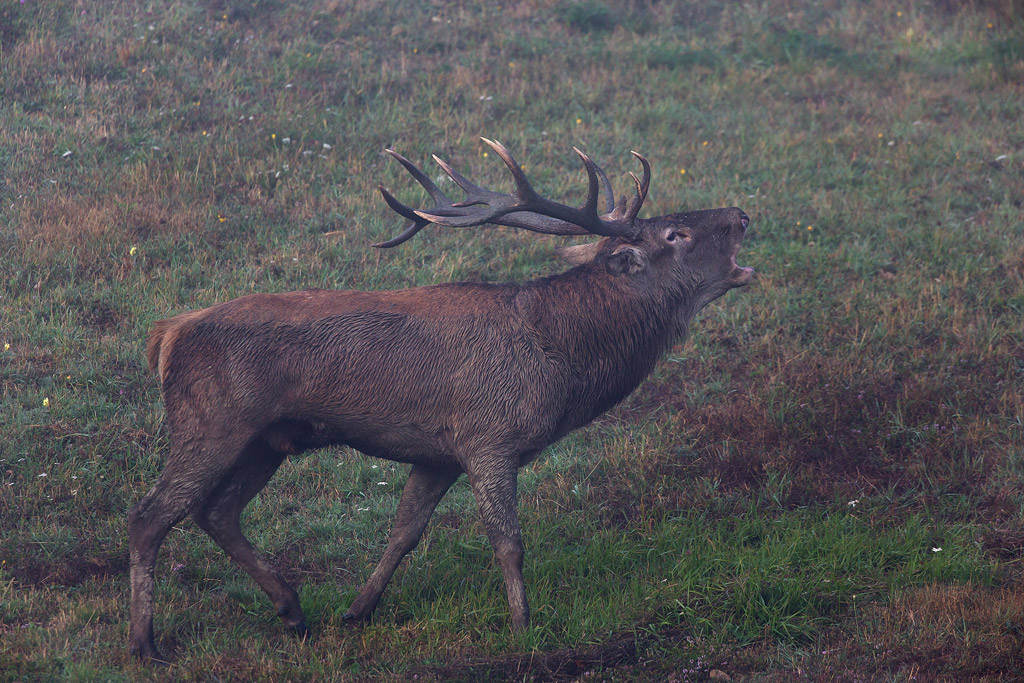 Il bramito del Cervo