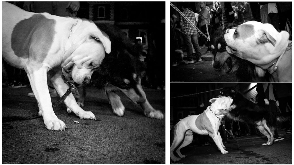 dogs