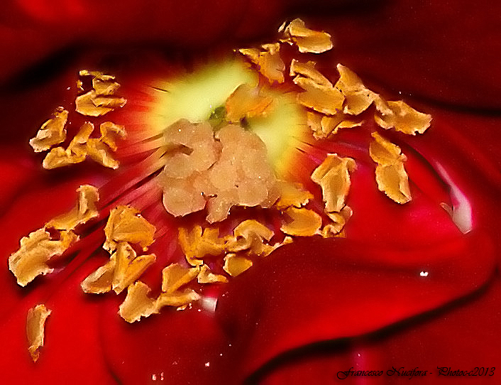 Il cuore di velluto rosso.