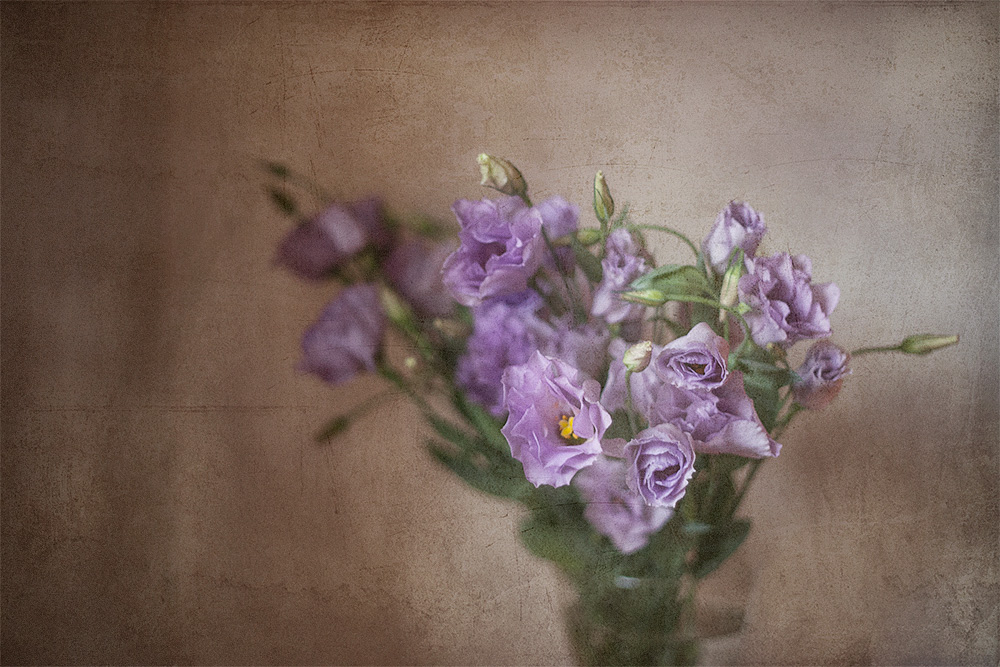 Lisianthus in Glicine