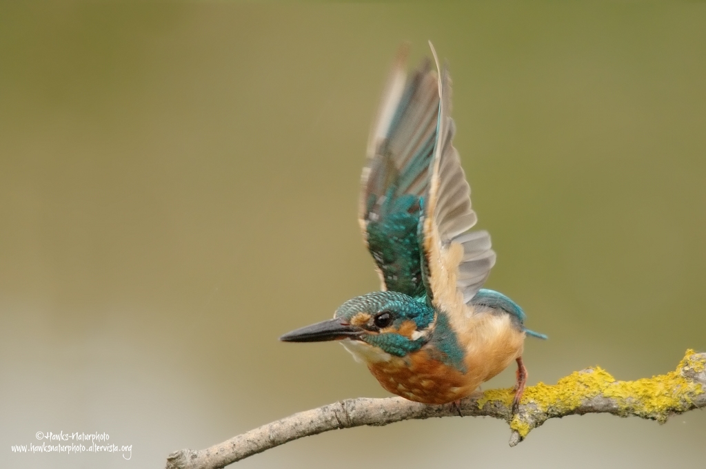 Martino alla partenza