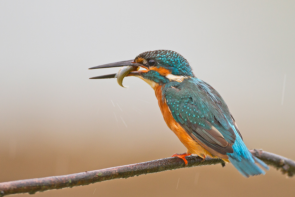 Pescando sotto il nubifragio