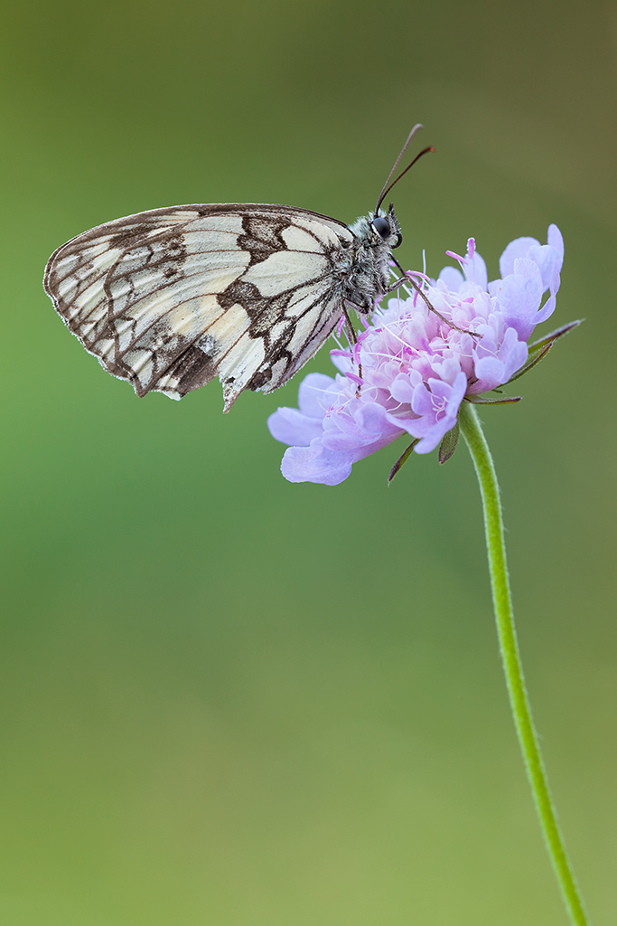 Melanargia galathea