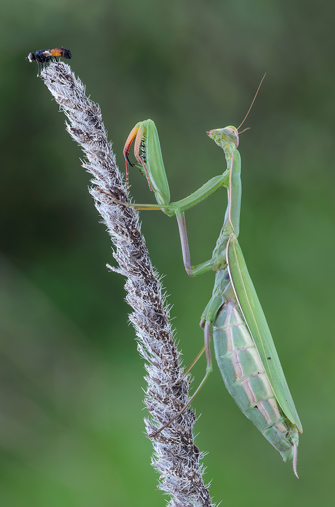 Toh! E' arrivato il dolce.