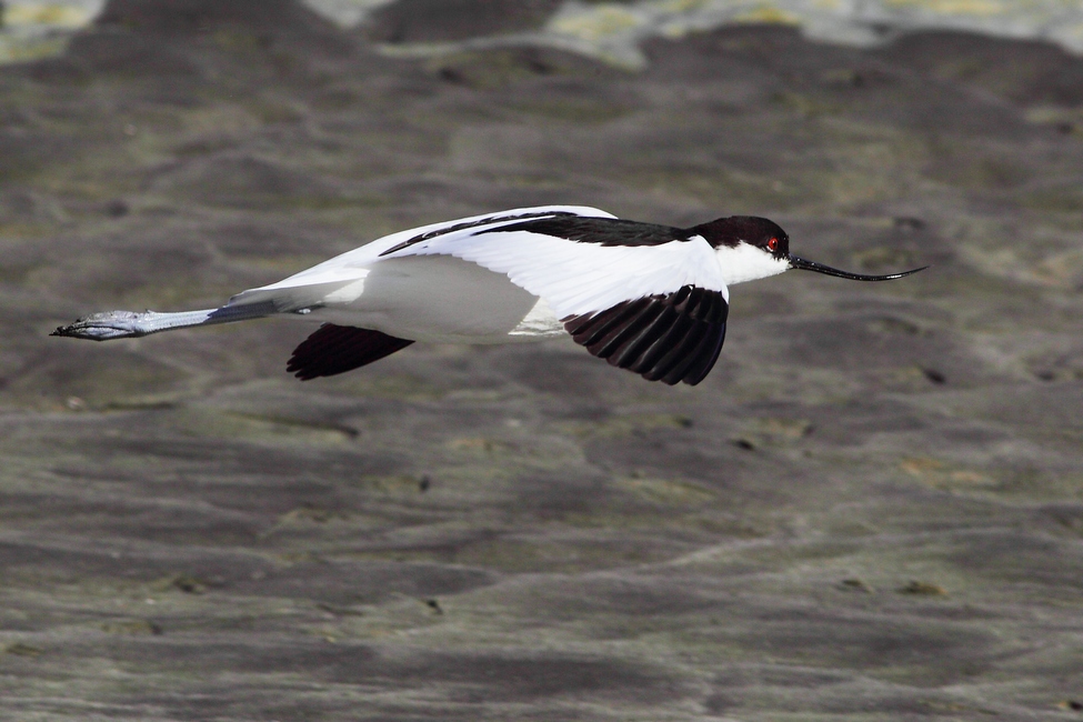 Avocetta