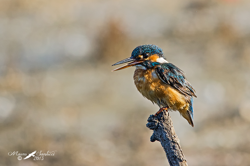 Martin pescatore femmina