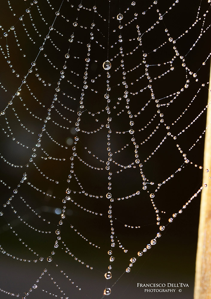 GOCCE SU RAGNA "TELA"