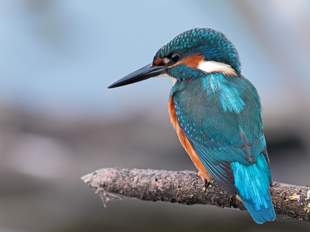 Martin Pescatore # 10