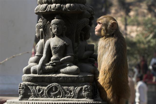 Monkey