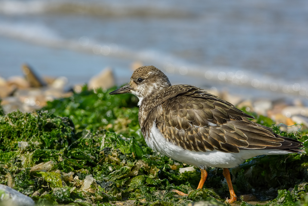 Voltapietre (Arenaria interpres)