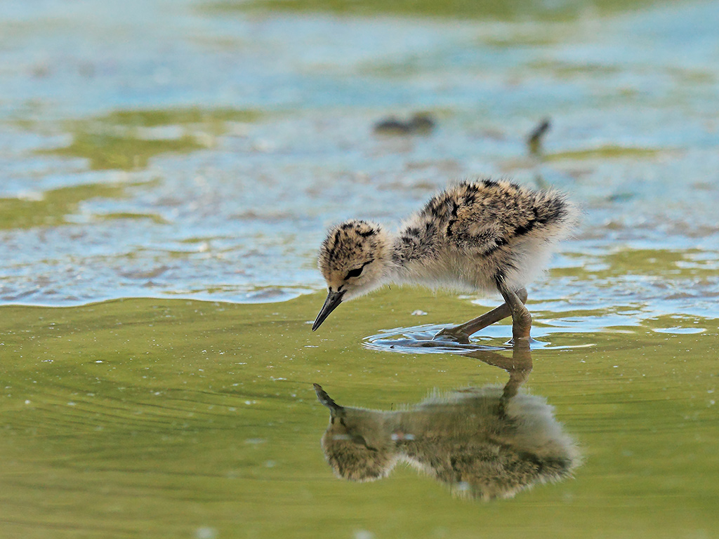 Cavalieri d'Italia # 22