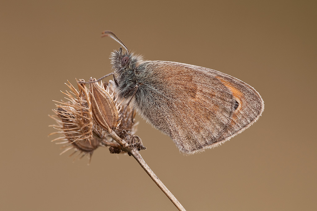 Coenonympha pamphilus