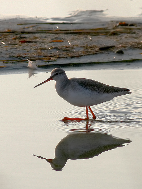 totano moro in abito invernale