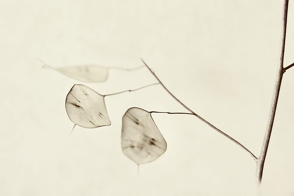 lunaria