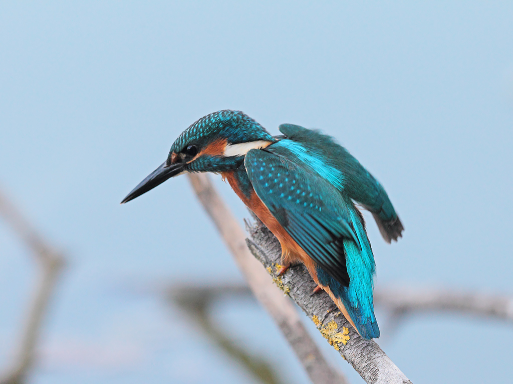 Martin Pescatore # 11