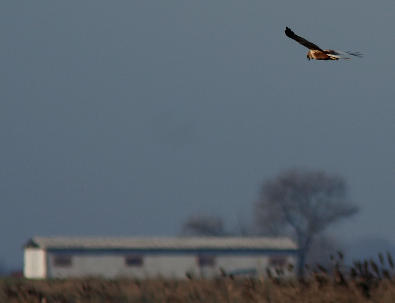 femmina di albanella reale (almeno credo)