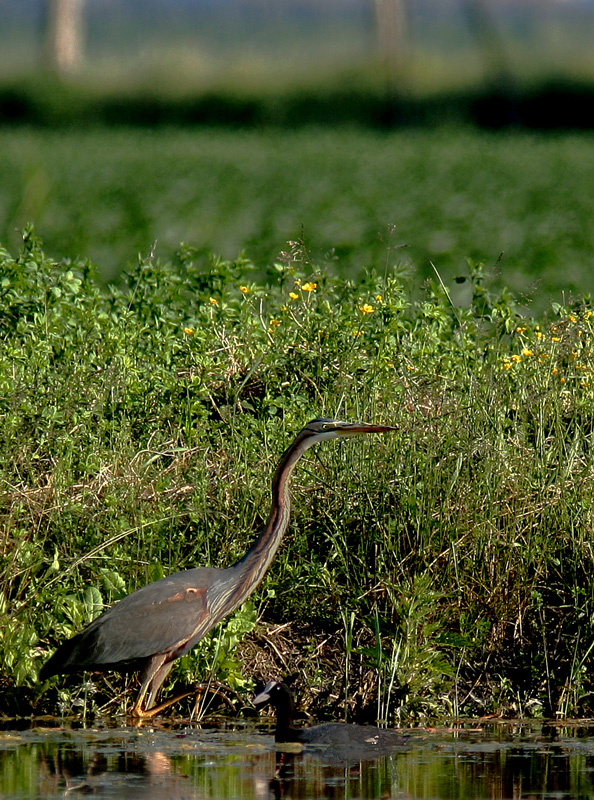 Ardea Purpurea (per fare un po di rabbia a giorgio) e Fulica Atra (grazie gianluca)