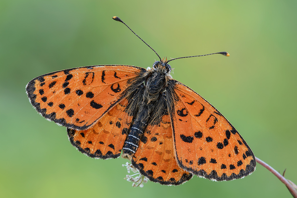 L'aquilone arancione!