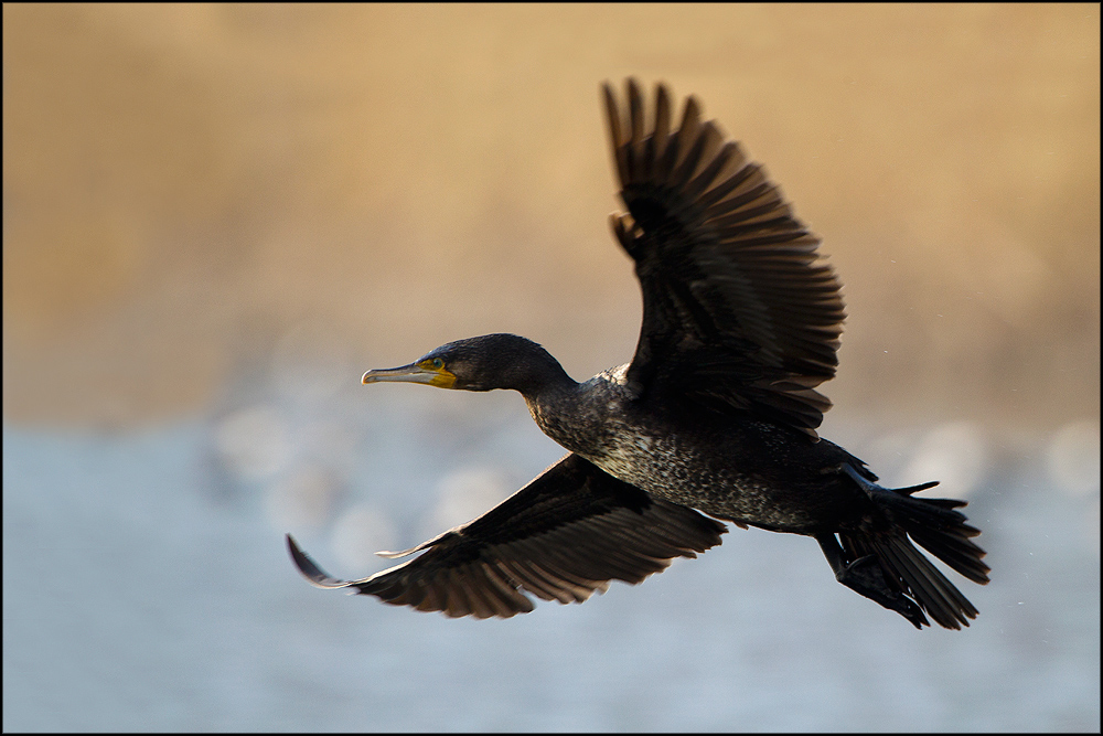 Cormorano