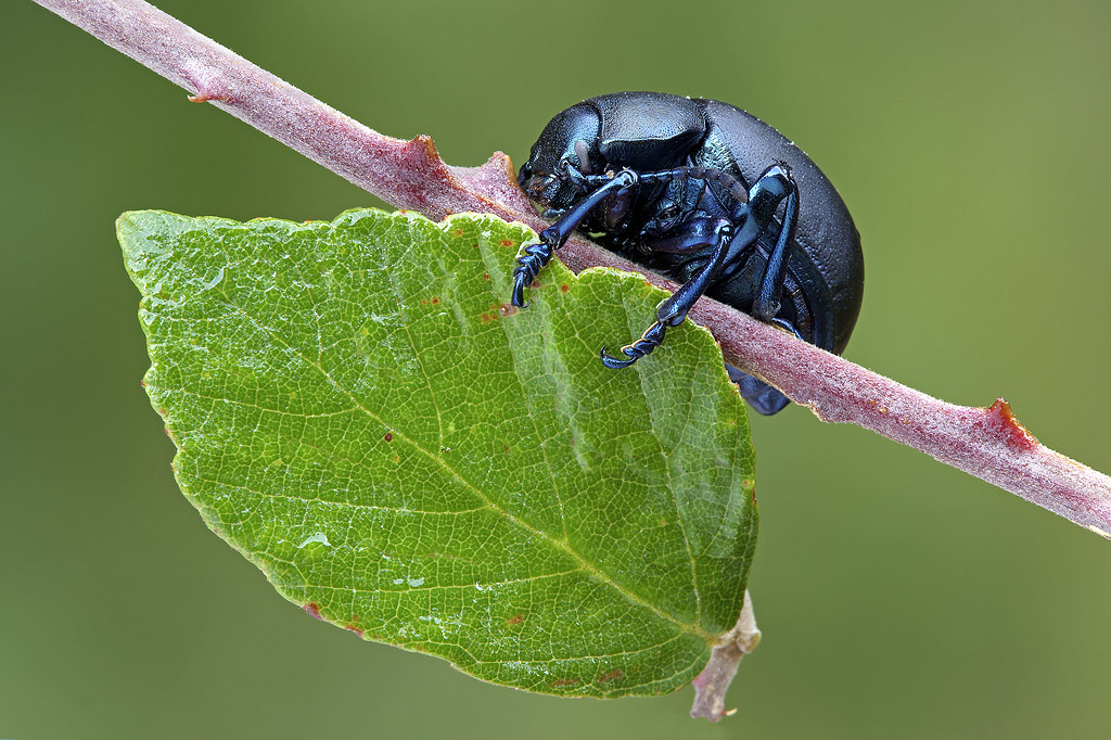 Timarcha tenebricosa