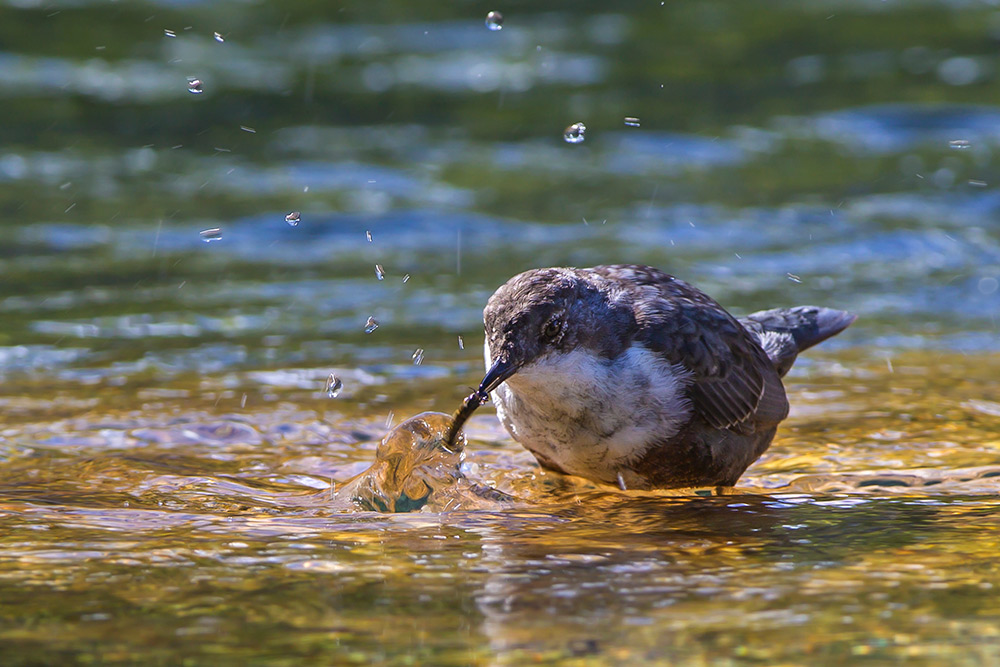 Merlo acquaiolo (Cinclus cinclu)