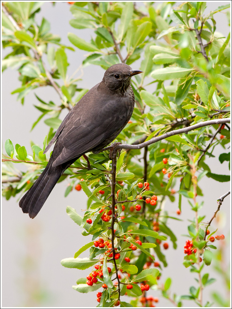 Merla su Phiracanta.