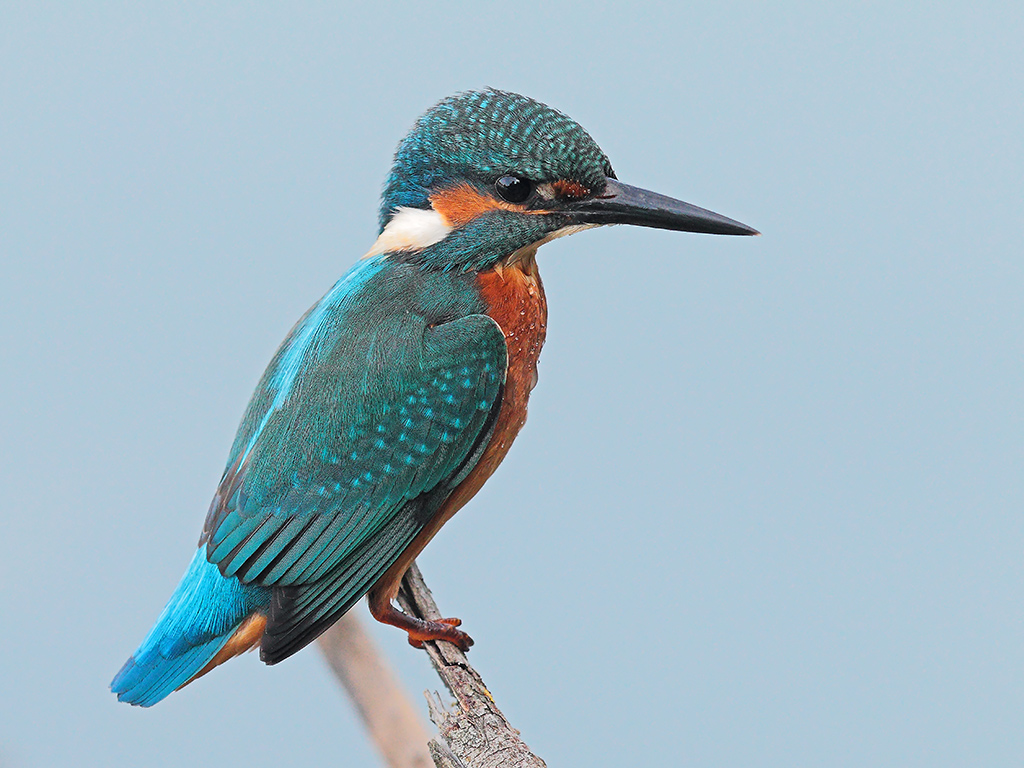 Martin Pescatore # 12