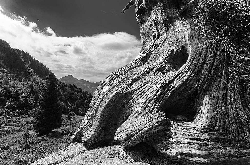 Passo del Manghen - Albero secolare
