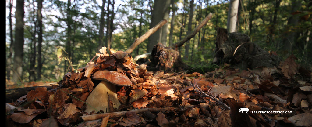 Mi so Nascondere ....