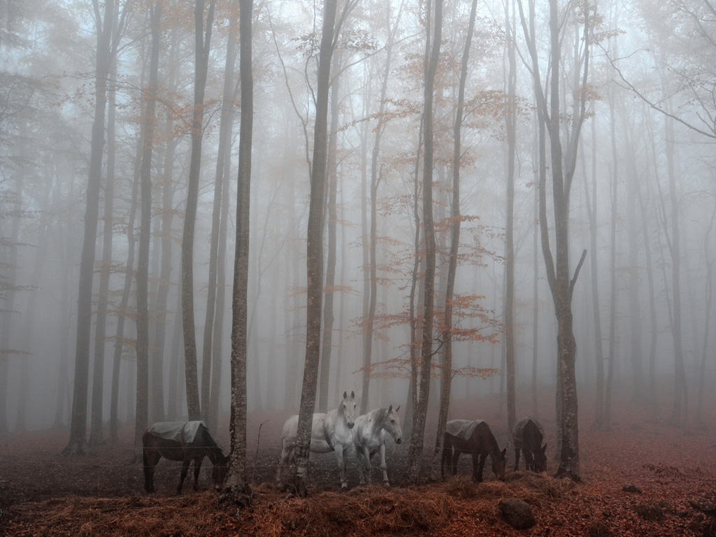 Cavalli nella Nebbia
