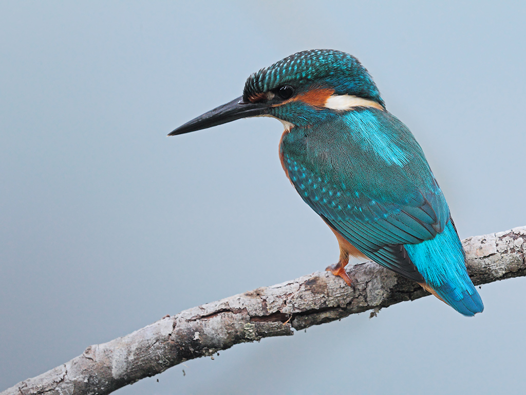 Martin Pescatore # 13