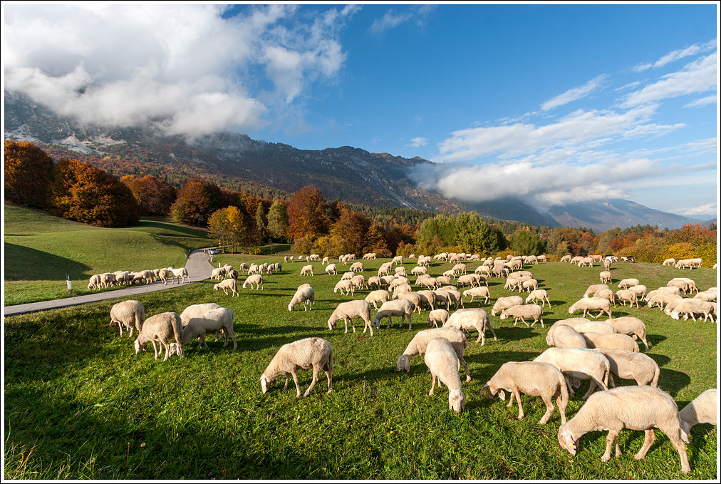 Autunno, andiamo, � tempo di migrare.