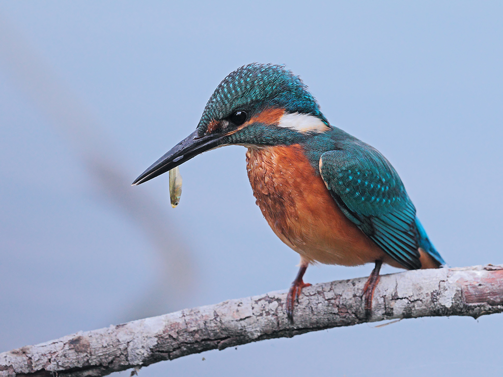 Martin Pescatore # 14