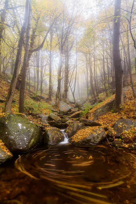 Entry in the fairy wood