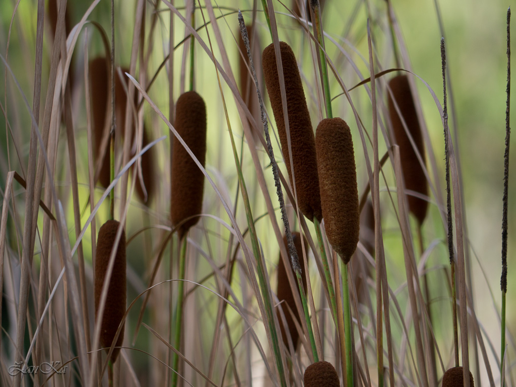 Savana? No orto botanico