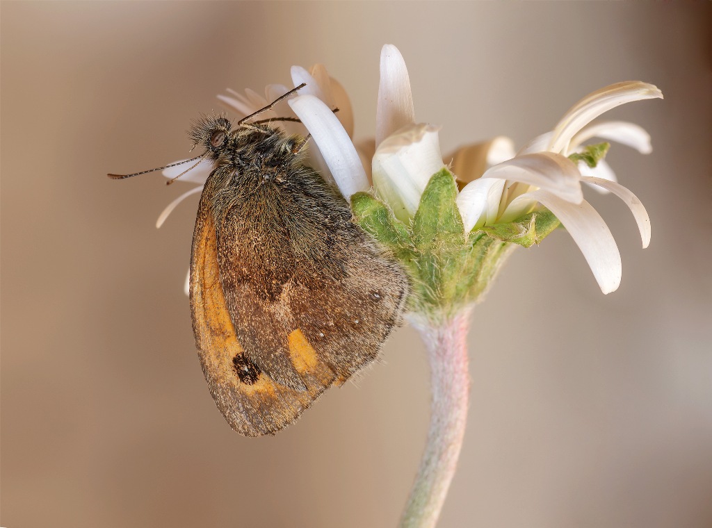 Coenonimpha pamphilius...