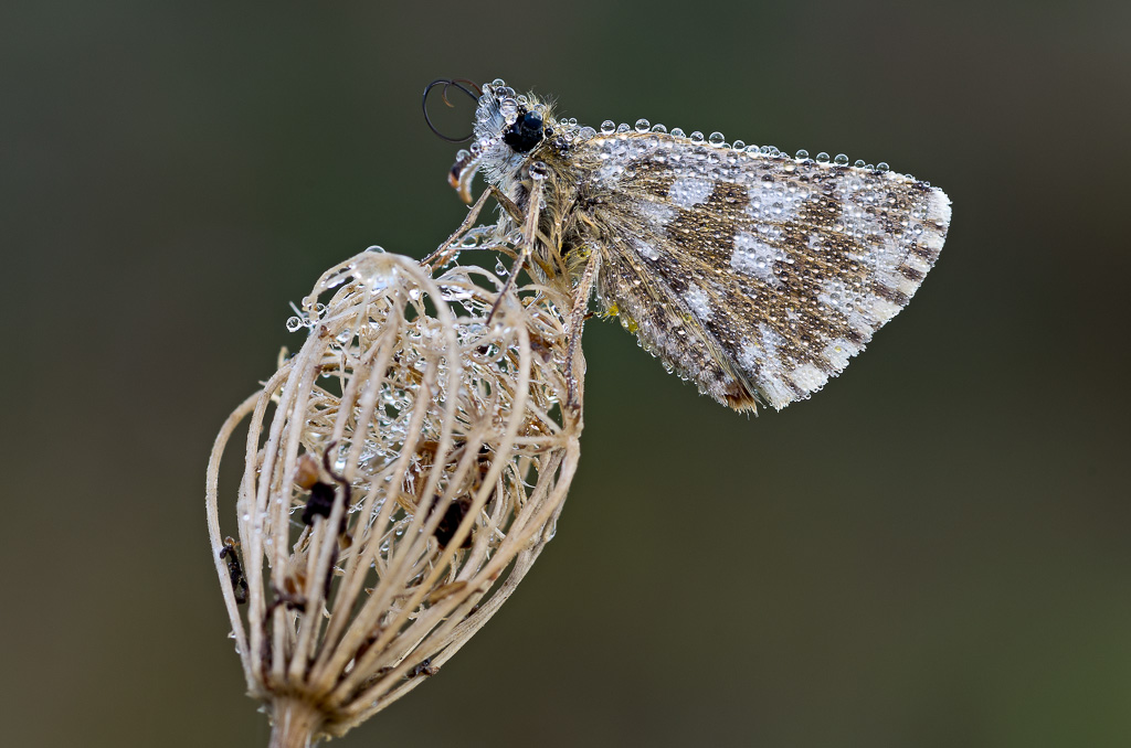 Ingioiellata in carrozza