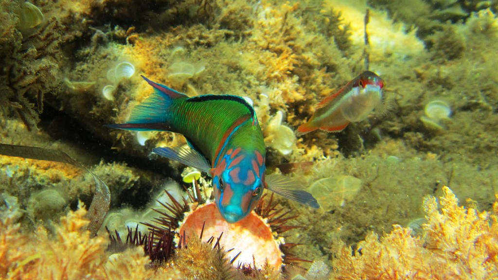 A me gli occhi...please...