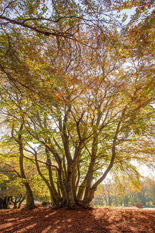 passeggiando nella luce